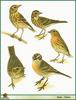 (Illustration) Various Pipit Species (Anthus sp.)