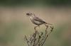 Meadow Pipit (Anthus pratensis)