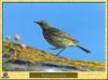 Water Pipit (Anthus spinoletta)