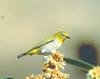 Japanese White-eye (Zosterops japonica)