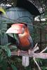 Rufous Hornbill (Buceros hydrocorax)
