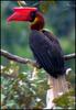 Rufous Hornbill (Buceros hydrocorax)