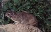 Rock Hyrax (Procavia capensis)