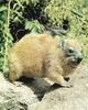 Rock Hyrax (Procavia capensis)