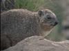 Rock Hyrax (Procavia capensis)