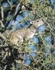 Western Tree Hyrax (Dendrohyrax dorsalis)