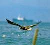 참수리 Haliaeetus pelagicus pelagicus (Steller's Sea-Eagle)