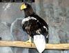 참수리 Haliaeetus pelagicus pelagicus (Steller's Sea-Eagle)