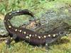 Spotted Salamander (Ambystoma maculatum)