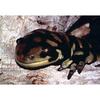 Barred Tiger Salamander (Ambystoma tigrinum mavortium)