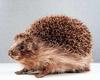 고슴도치 Erinaceus europaeus koreensis (Korean Hedgedog)