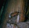 Longicorn Beetle