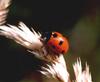 Seven-spotted Ladybug (Coccinella septempunctata)