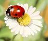 Seven-spotted Ladybug (Coccinella septempunctata)