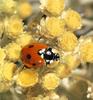 Seven-spotted Ladybug (Coccinella septempunctata)