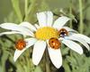 Seven-spotted Ladybug (Coccinella septempunctata)