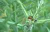 Seven-spotted Ladybug (Coccinella septempunctata)