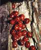 Seven-spotted Ladybug (Coccinella septempunctata)