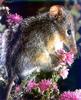 Honey Possum (Tarsipes rostratus)