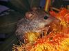 Honey Possum (Tarsipes rostratus)