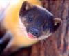 대륙목도리담비 [大陸-, Manchurian yellow-necked marten]