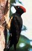 크낙새 Dryocopus javensis richardsi (White-bellied Black Woodpecker)