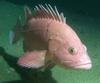 Yelloweye Rockfish (Sebastes ruberrimus)