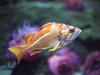 Canary Rockfish (Sebastes pinniger)