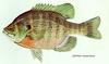 Bluegill (Lepomis macrochirus)