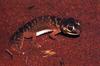 Knob-tailed Gecko (Nephrurus sp.)