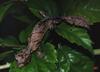 Smooth-skinned Leaf-tailed Gecko (Uroplatus malama)