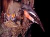 Flame Robin (Petroica phoenicea)