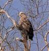 흰꼬리수리 Haliaeetus albicilla (white-tailed eagle)