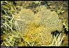 Frog eggs