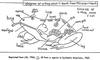 Frog diagram