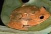 Australian Lace-lid Frog (Nyctimystes dayi)