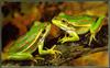 Green and Golden Bell Frog (Litoria aurea)