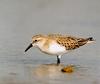 좀도요 Calidris ruficollis (Red-necked Stint)