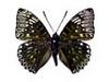먹그림나비 Dichorragia nesimachus (Constable Butterfly)
