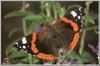 Red Admiral (Vanessa atalanta)