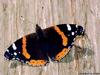 Red Admiral (Vanessa atalanta)