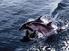 Bottlenose Dolphin (Tursiops truncatus)