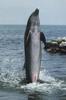 Bottlenose Dolphin (Tursiops truncatus)