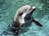 Bottlenose Dolphin (Tursiops truncatus)