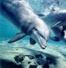 Bottlenose Dolphin (Tursiops truncatus)