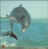 Bottlenose Dolphin (Tursiops truncatus)