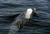 Bottlenose Dolphin (Tursiops truncatus)