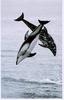 Pacific White-Sided Dolphin (Lagenorhynchus obliquidens)