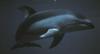 Pacific White-Sided Dolphin (Lagenorhynchus obliquidens)