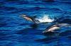 Atlantic White-Sided Dolphin (Lagenorhynchus acutus)